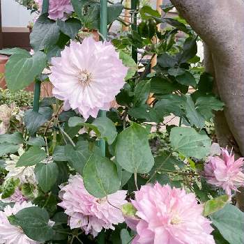 クレマチス春姫の投稿画像一覧 Greensnap グリーンスナップ