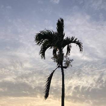  ヤシの木の画像 by ちゅら34さん | お出かけ先と椰子の木、palm treeと ヤシの木と椰子の木と南国植物と沖縄と夕日