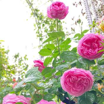 いやされるの画像 by さぁやさん | バラ　ルイーズ・オディエとばら バラ 薔薇と元気をもらうものと花に魅せられてと花いろいろと花のある暮らしといやされる