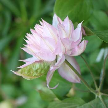 クレマチス春姫の投稿画像一覧 Greensnap グリーンスナップ