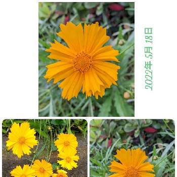 黄色のお花♡の画像 by もぐjuhさん | 広い庭と黄色のお花♡とgoogle pixel5aと花色と葉っぱとお顔がこんにちは