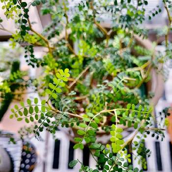 ソフォラ　リトルベイビー,若葉,小さな葉,新緑の季節,観葉植物の画像