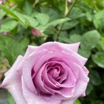 薔薇♪,良い香り,青木宏達さん作出,カワモトローズ,小さな庭の画像
