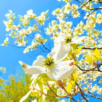 青空の下の画像 by あちゃこさん | お出かけ先とハナミズキと山王日枝神社と今日のお花と美しいと白い水曜日♡と癒しの場所と綺麗な色♡と白い花と青空の下