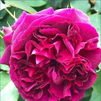 ローザンベリー多和田の画像 by サッチンさん | ばら バラ 薔薇と滋賀県と赤紫色の花と帰省先と5月とローザンベリー多和田