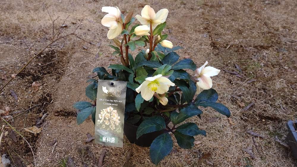 クリスマスローズ Greensnap グリーンスナップ