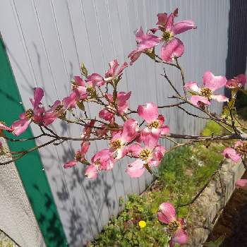 ハナミズキ 赤の投稿画像一覧 Greensnap グリーンスナップ ハナミズキ 赤の投稿画像一覧 Greensnap グリーンスナップ