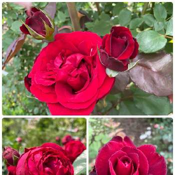 赤薔薇の画像 by ラックスさん | 広い庭とドンファンとルージュピエールドゥロンサールとシュワルツマドンナとガーデニングと赤薔薇と四季咲バラと薔薇のある家と広いお庭