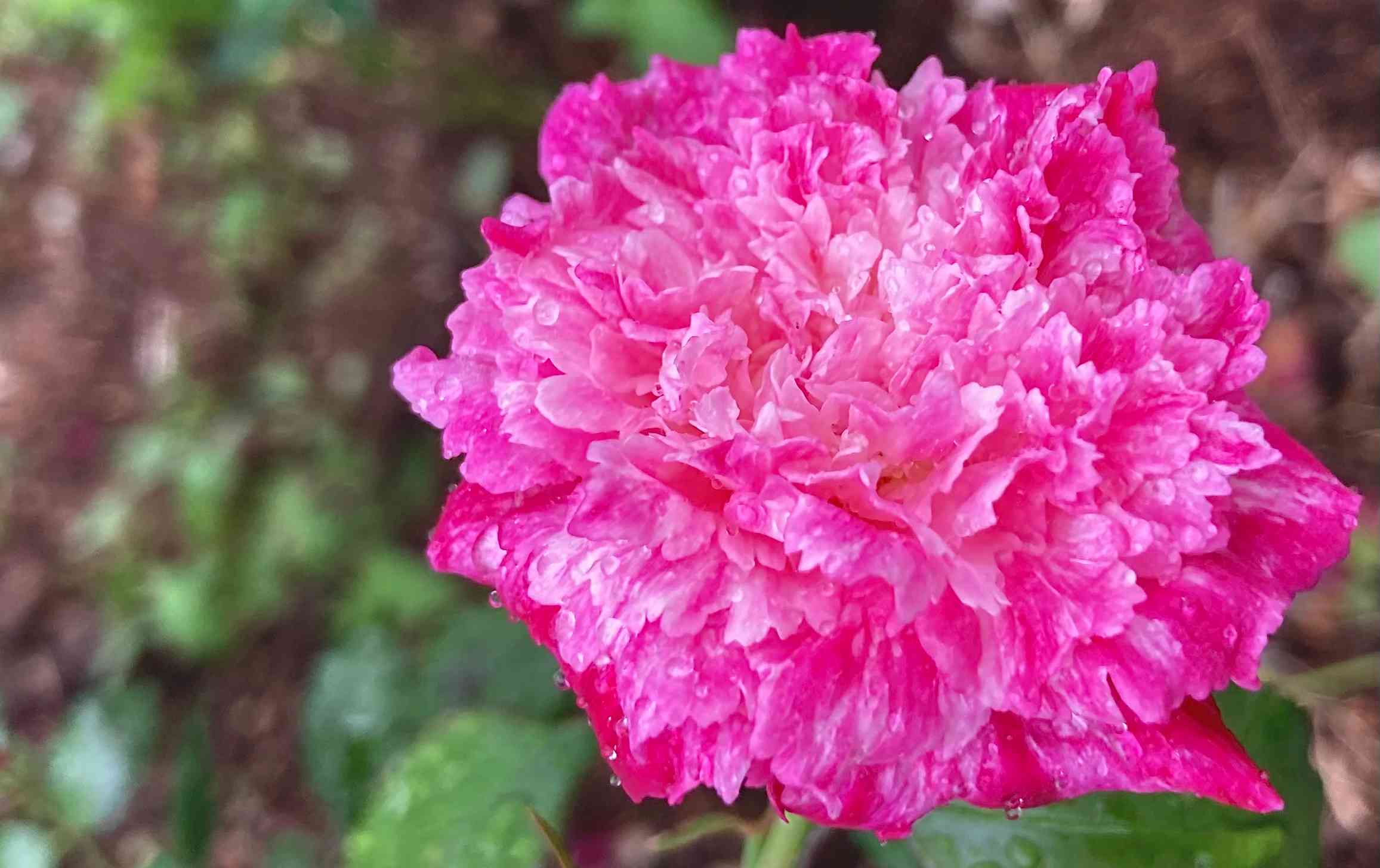 薔薇とお髭草 maxresdefault.jpg