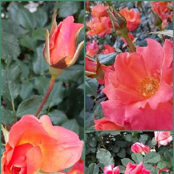 長居植物園の画像 by ミチコさん | お出かけ先と赤い花とバラ♪と長居植物園