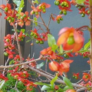 ミッキーマウスツリーの投稿画像一覧 Greensnap グリーンスナップ