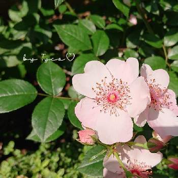 鉢植えの花の画像 by ティコさん | お出かけ先と鉢植えの花と#ガーデニングとGSに感謝と平和を願う☆と可愛いと花のある暮らしと薔薇♪