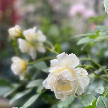香りの良いバラの画像 by もみじさん | 小さな庭とクレアオースチンとバラ クレアオースチンと幸せとばら バラ 薔薇と薔薇愛同盟とお庭の草花とデビッドオースチンとバラのある暮らしとお家大好きとありがとうと全部GSのせいだと香りの良いバラとバラが好きと小さな小さな庭と花のある暮らしとイングリッシュ ローズとななちち印とおうちで自然を感じると三種の神器と香りのバラ