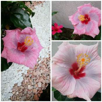 ハイビスカスの花の画像 by hiroさん | 小さな庭とハイビスカス ミックスベリーとハイビスカスの花と今日のハイビスカスと ハイビスカス