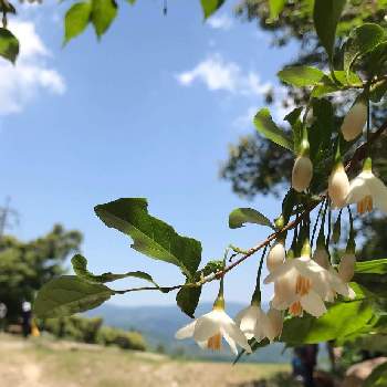 エゴノキ(白)の画像 by バジルさん | お出かけ先とエゴノキとエゴノキの花とトレッキングと低山ハイクとエゴノキ(白)と低山登山