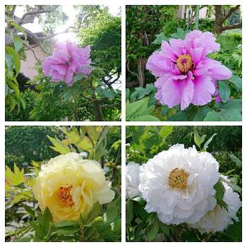おみごと!!の画像 by pieni_sayaさん | お出かけ先とボタンとピンクの花とおみごと!!と花と暮らすと黄色い花とご近所さんの庭先と花のある暮らしと白い花とお花好きと大きいと素敵