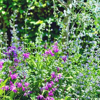 もりもりの画像 by のぞみさん | 小さな庭とキャットミントと紫蘭と満開と植物大好きとマイガーデンとおうち園芸ともりもりとガーデニングと花のある暮らしと花が好き