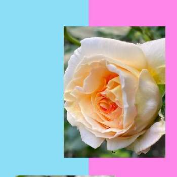 GSミニモニの画像 by 花が好きさん | 小さな庭と薔薇とシナモンチャイとフラワーカーペット、ピンクスプラッシュといつも笑顔で〜〜♡とキュンキュン乙女倶楽部とウクライナに平和をとみんなが幸せに〜〜♡とありがとう♡とGSミニモニといい感じ♪♪とバラと夢CLUBと小さな庭♡ととても癒される♡と薔薇が好き❤とガーデニングと花のある暮らしと花が好きです♡♡♡と花の16年組♡とみんなが健康に〜〜♡と癒しの時間♡
