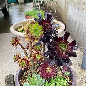 大好きな植物の画像 by キンエボシさん | 小さな庭とマリド錦と黒帽子とドドランタリスとグリノービア・ドドランタリスと黒い多肉植物とアエオ大好き！と観葉植物と大好きな植物とアエオニウム属と可愛い