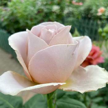 はな阿蘇美の画像 by ビビマロンさん | お出かけ先とバラ グレイパールとバラとはな阿蘇美と美しいお花とシルバーのお花