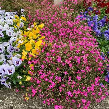 ビオラ・パンジーの画像 by けいこさんさん | お出かけ先とパンジー・ビオラとビオラ・パンジーと公園とお花大好きと綺麗なお花とお散歩中とウォーキングと綺麗な色♡と芝生広場