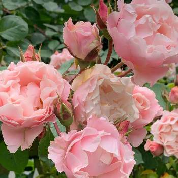 ピンクの薔薇の画像 by みぃさん | お出かけ先とピンクの薔薇とありがとう♡と毎月19日はピンクの日と眺めて幸せと花のある生活とピンクの日と花となかよしと小さな幸せ♡と花のある暮らしとGS皆様ありがとうとかわいいと薔薇♪と優しい色と19日はピンクの日!