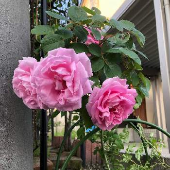 嬉しい♡の画像 by hiitanさん | 小さな庭と名もなき薔薇さんとピンク色と咲きましたといい感じღと癒しの空間と元気もらえると嬉しい♡と花のある暮らしと元気いっぱい♡と綺麗✨