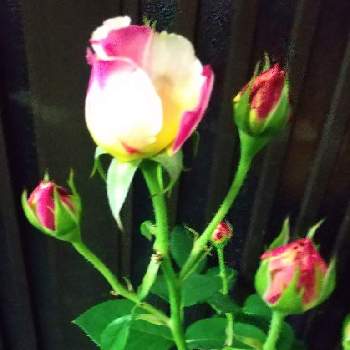 通勤途中の画像 by シマちゃんさん | バラ、薔薇、ばらと通勤途中とGSのつながりに感謝と世界に平和をと早い朝