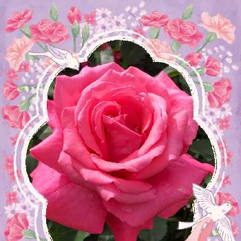 oriの自由なピンクの日の画像 by 蓮華さん | Global peaceと植物散歩と旧古河庭園とGSの皆さんに感謝してます。と医療従事者に感謝とoriの自由なピンクの日