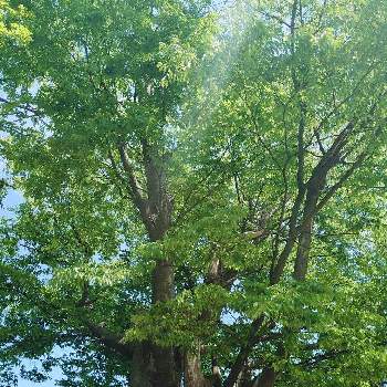 大きな木の画像 by スカイブルーさん | お出かけ先と元気いっぱいといつも笑顔で〜〜♡と世界平和とおだやかな１日になりますようにとGS友達♡とHappyな気分と頑張ってと大きな木と樹木見上げ隊と青空に映える