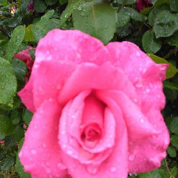 毎日がピンクの日の画像 by Yoshioさん | バラと19日はピンクの日とピンクワールドへようこそとピンクの花とピンクLOVEと毎月19日はピンクの日とピンクのバラ♡とピンク❤︎ピンクとピンク愛好会とピンク大好きと蕾応援団と乙女色クラブとかわいいと毎日がピンクの日
