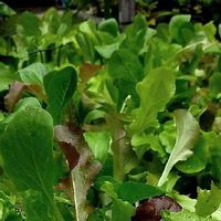 プランター野菜,にわ,無農薬,自家製野菜,ガーデンレタスミックスの画像
