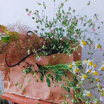 スモークツリー*の画像 by ヨシさんさん | 階段/廊下とお花を楽しむとお花のある暮らしと庭に咲く花達とスモークツリー*と花いろいろとカモミール*と種取り