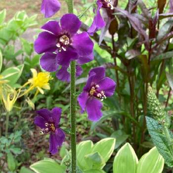 小さな花の画像 by yo✩⋆*॰さん | 広い庭とバーバスカム  ビオレッタとアマドコロと小さな花と寒さに強いと優しい気持ちと今年もこんにちは