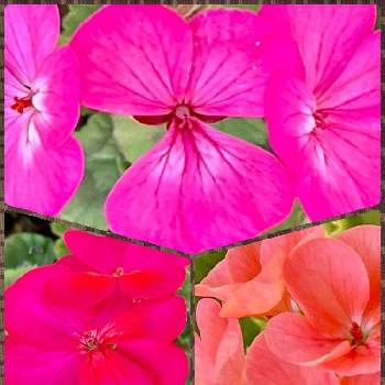 oriの自由なピンクの日の画像 by けいこさん | 小さな庭とゼラニウムと花のある暮らし♡といつもありがとう♡とピンク❤︎ピンクとコロナに負けるな！と皆様に感謝とげんきもらえますと鉢植えと平和を願う☆と乙女色クラブと可愛いと元気に育ててますよと癒し…♡とoriの自由なピンクの日と春色ピンク
