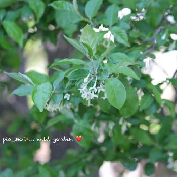 ホントはアウトドア派の画像 by HYJ☆さん | 小さな庭とホントはアウトドア派と木に咲く白い花とおうち時間の使い方とwild garden ♡とLove Hokkaido ❤️