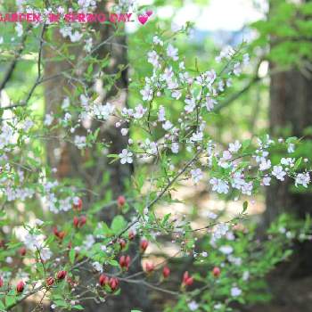 ホントはアウトドア派の画像 by HYJ☆さん | 小さな庭とホントはアウトドア派とNo Flower, No Lifeとおうち時間の使い方とwild garden ♡とLove Hokkaido ❤️