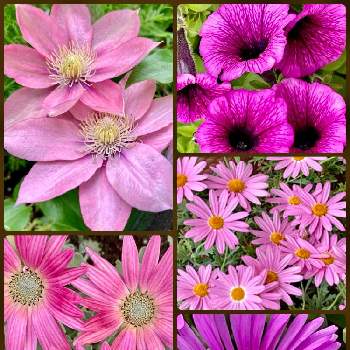 oriの自由なピンクの日の画像 by けいこさん | 小さな庭とアークトチスとマツバギクとマーガレットとペチュニアとクレマチスといつもありがとう♡とピンク❤︎ピンクと皆様に感謝とげんきもらえますと鉢植えと平和を願う☆と乙女色クラブと可愛いと元気に育ててますよと癒し…♡とoriの自由なピンクの日と春色ピンクと地植え