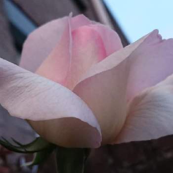 加工なしの画像 by Lunaさん | バルコニー/ベランダとRosa "crazy in love"とピンク ぴんく Pinkとばら バラ 薔薇とオランダとピンク❤︎ピンクと自然派とガーデニングと季節感と花のある暮らしと加工なし