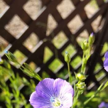 青森の画像 by ふーこさん | 小さな庭と集まれ❗GSの森へ❗小花編と亜麻の花となどわどけやぐと春の訪れとお花と暮らすと青森と平和を願うとブルーの花と小さな花