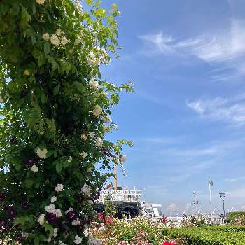 日常に感謝の画像 by ユダコさん | お出かけ先と薔薇と今日も笑顔で♡とガーデンネックレス横浜2022と癒しとささやかな幸せと山下公園と日常に感謝