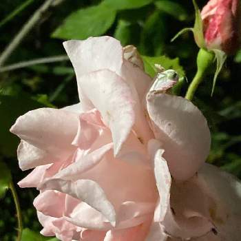 ユーミンの日の画像 by タマイケルさん | 広い庭とバラ  ブライダルピンクとあっ木曜日と感謝 感謝 ❤とうつむく花♪とばら バラ 薔薇とユーミンに包まれたならと毎日ローズショーとユーミンの日とユーミンリクエストウィーク♪と19日はoriの自由なピンクの日とユーミンつながりとユーミンつながりの皆さんに感謝と「戦争のない、平和な世界に」とチーム愛知と19日はピンクの日!
