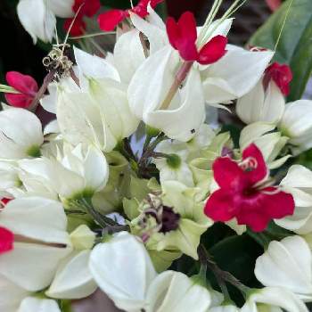 つる性植物の画像 by カズアムさん | お出かけ先とゲンペイカズラとつる性植物と白い花と花のある暮らし