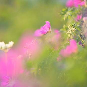 ミラーレス一眼の画像 by おささん | 広い庭とゲラニウムとゲラニウム サンギネウムとピンクの花と富山支部とピンク❤︎ピンクとGS映えとGS日和ときれいとおうち園芸と朝日を浴びてと植中毒とピンクとミラーレス一眼とガーデニングと太陽の光を浴びてと花のある暮らしと庭の宿根草