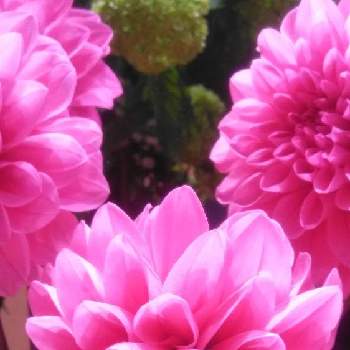 きれいなお花の画像 by みちさん | 19日はピンクの日♪とお花屋さんにてと可愛いお花ときれいなお花とチームチーバくんと春爛漫♡とひとめぼれとコロナ消えろ！と不思議な魅力と乙女色クラブとピンク色のお花と癒されて❤️と元気になーれとloveなお花