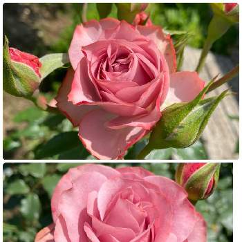 ロマンの画像 by ラックスさん | 広い庭とロマンと和洋折衷とモダンな薔薇と広いお庭と薔薇のある家とガーデニングと四季咲バラ