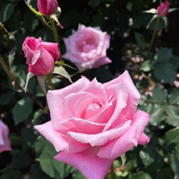 ピンクのバラ♡の画像 by 寺子屋さん | お出かけ先とバラと19日はピンクの日と桃香とばらと八千代市とばら バラ 薔薇とピンクの花と京成バラ園とピンクのバラ♡とバラ・ハイブリッドティーと19日はピンクの日!