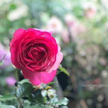 私のローズガーデンinベランダ♬の画像 by nyacoさん | 私のローズガーデンinベランダ♬とばら バラ 薔薇とバラはいいなぁと薔薇愛同盟とロゼピエールドロンサールとありがとう♡と薔薇に魅せられてとロゼ ピエール ド ロンサールとベランダガーデニングとバラのある暮らしとベランダガーデンとnyaco's rose 2022とバラが好きと薔薇♪とバラ・ミニバラとベランダでバラを♬とバラを楽しむ
