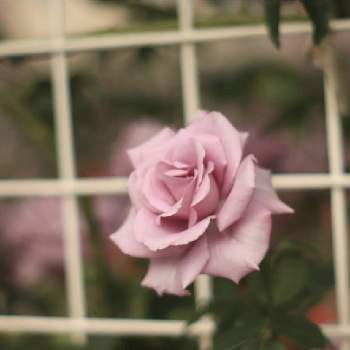 オールドレンズの画像 by 猫のタンゴさん | お出かけ先とバラと過去picとばら バラ 薔薇とオールドレンズと王子製紙バラ園と薔薇♪