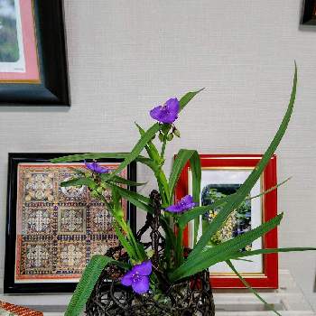 和の花の画像 by みどりさん | 寝室とムラサキツユクサ(紫露草)とやすらぎとはなのある暮らしとありがとうとむらさきの花とゆるくたのしくと平和を願うとスマホで撮影とみどりの部屋と和の花と切り花